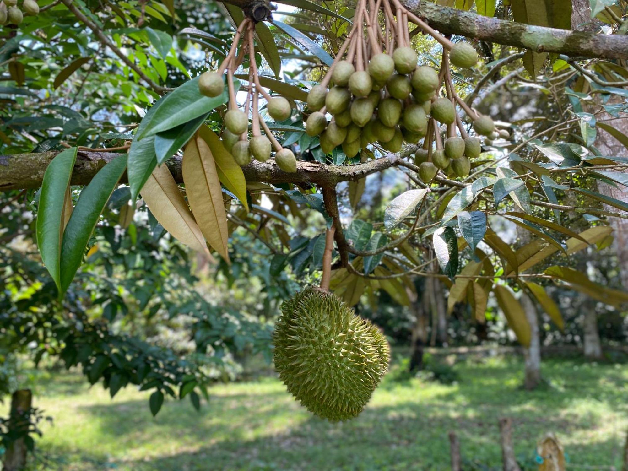 カジャン Kebun Puisiヴィラ エクステリア 写真